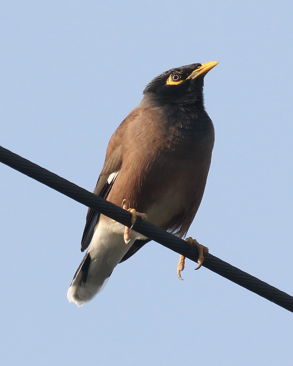 Common Myna - ML93754811