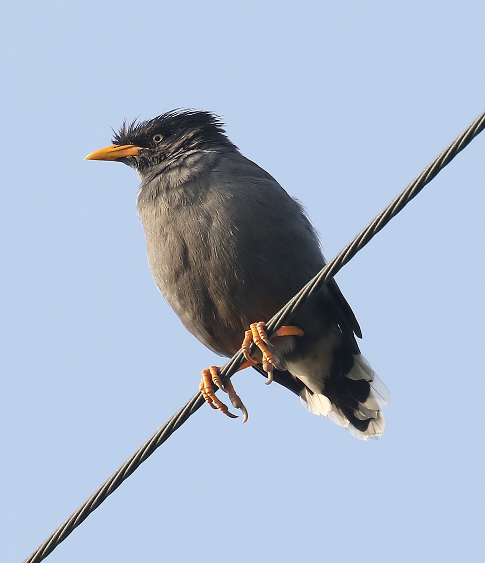 Javan Myna - ML93754891