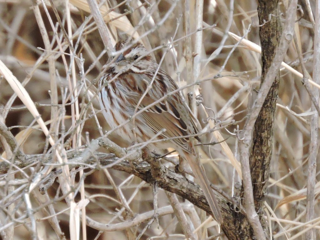 Song Sparrow - ML93755091