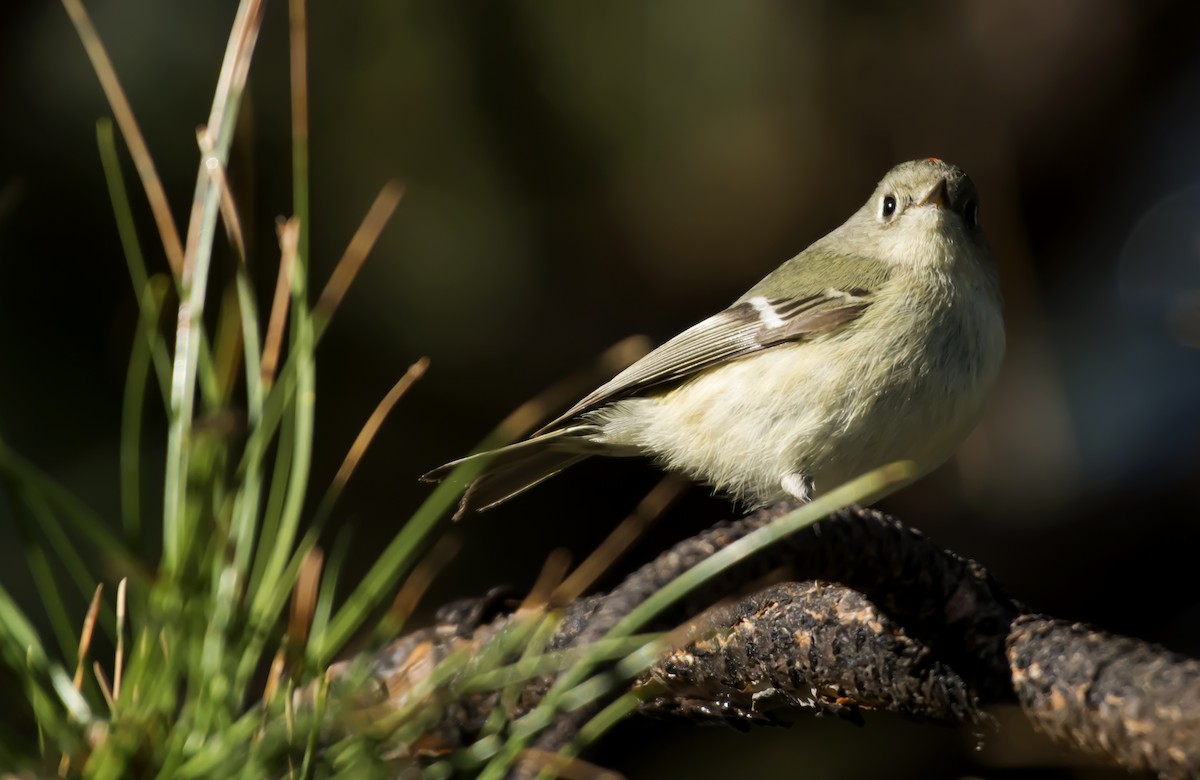 Ruby-crowned Kinglet - ML93755131