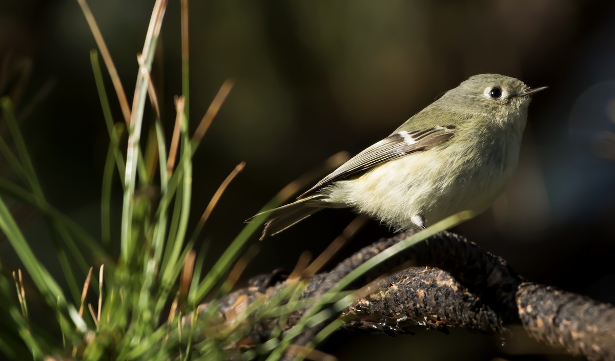 Ruby-crowned Kinglet - ML93755171