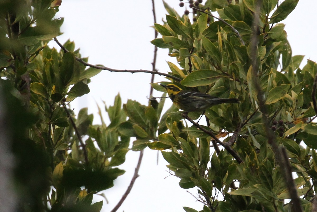 Townsend's Warbler - ML93756191