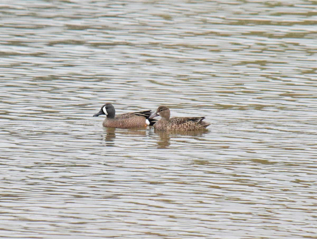 Blue-winged Teal - ML93756661