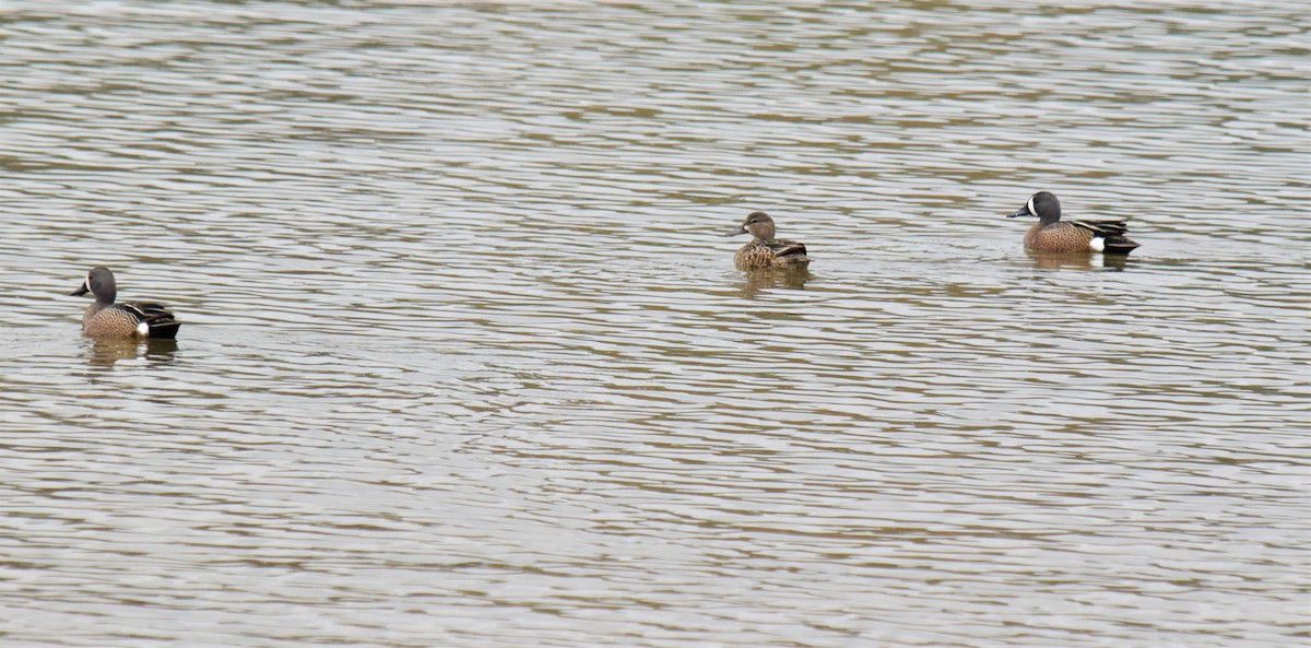 Blue-winged Teal - Mike Winck