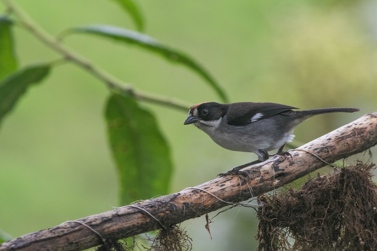 ハジロヤブシトド（leucopterus／dresseri） - ML93757131