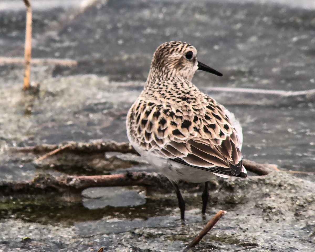 Baird's Sandpiper - ML93760401