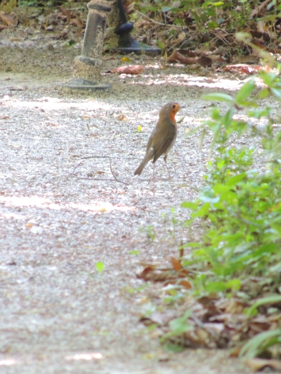 Өрнийн зээрд омруут - ML93760841