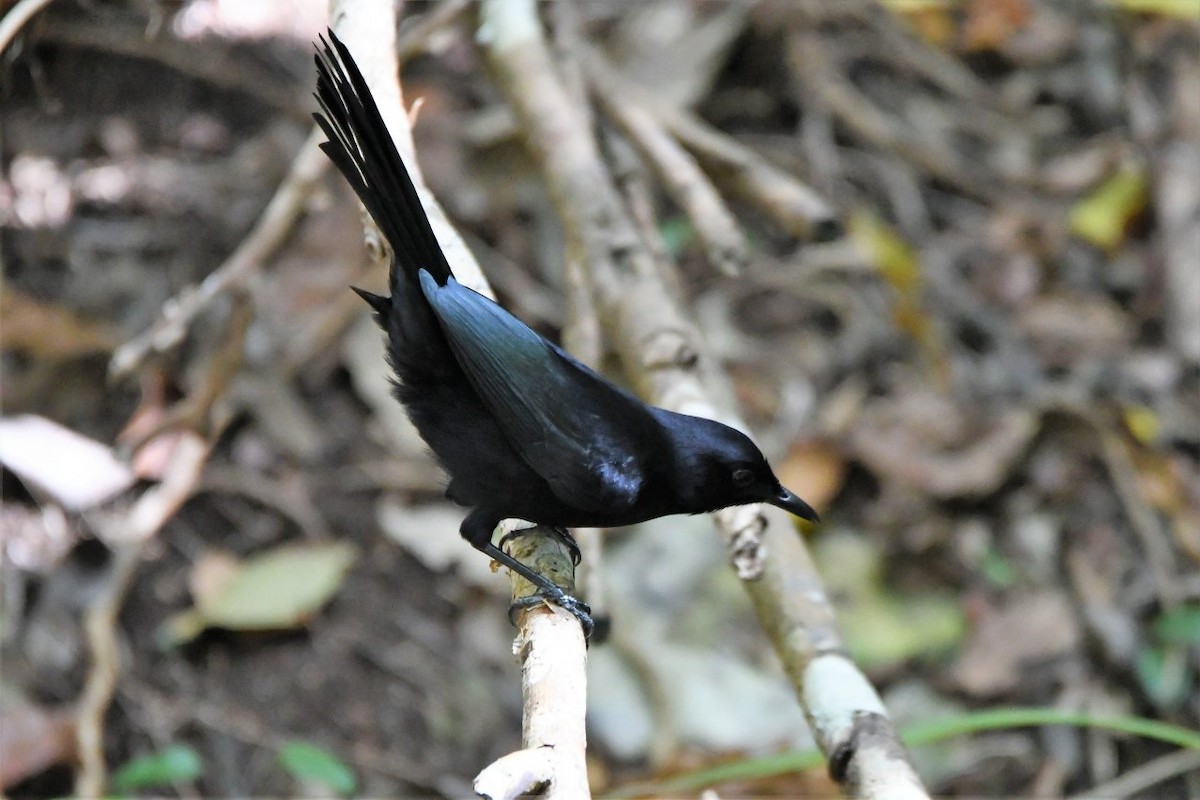 Black Catbird - Jerry Chen