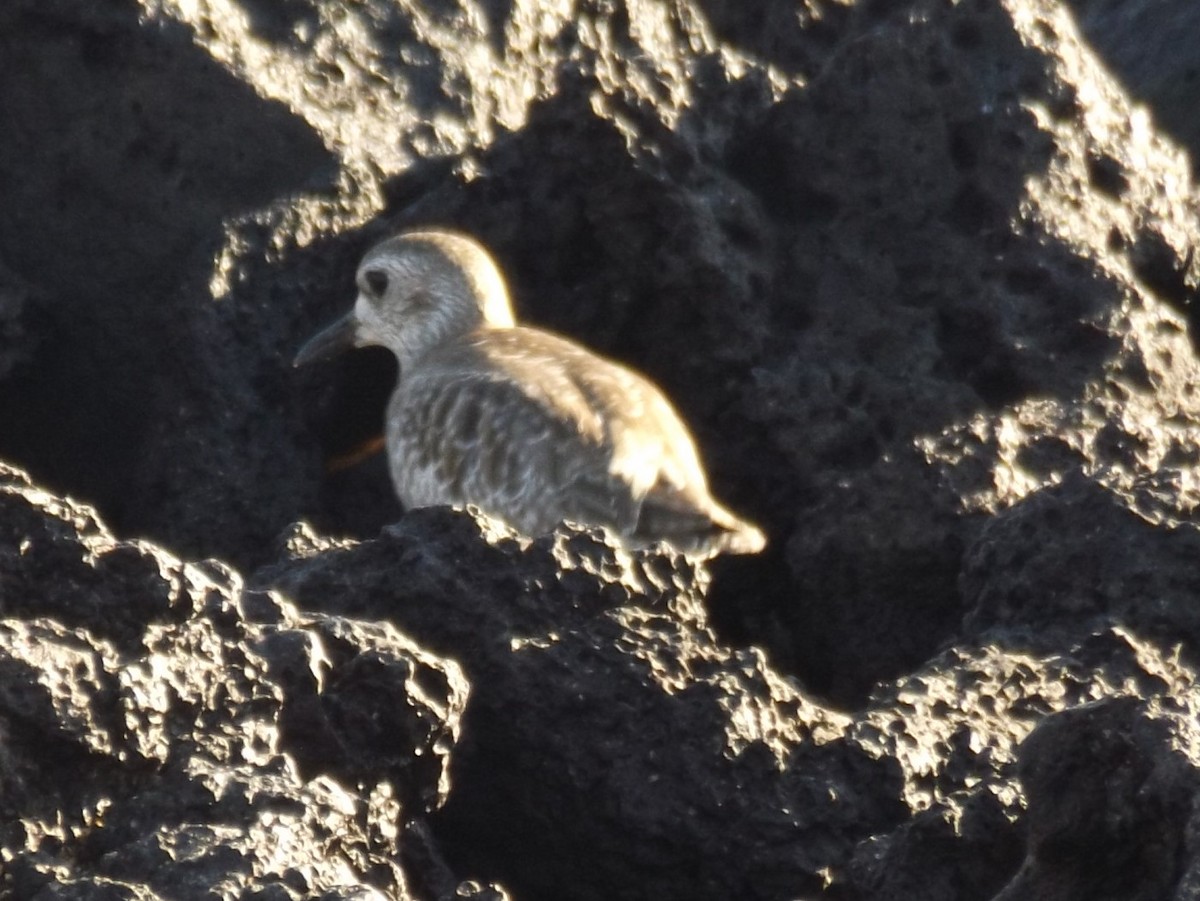 Black-bellied Plover - ML93761761