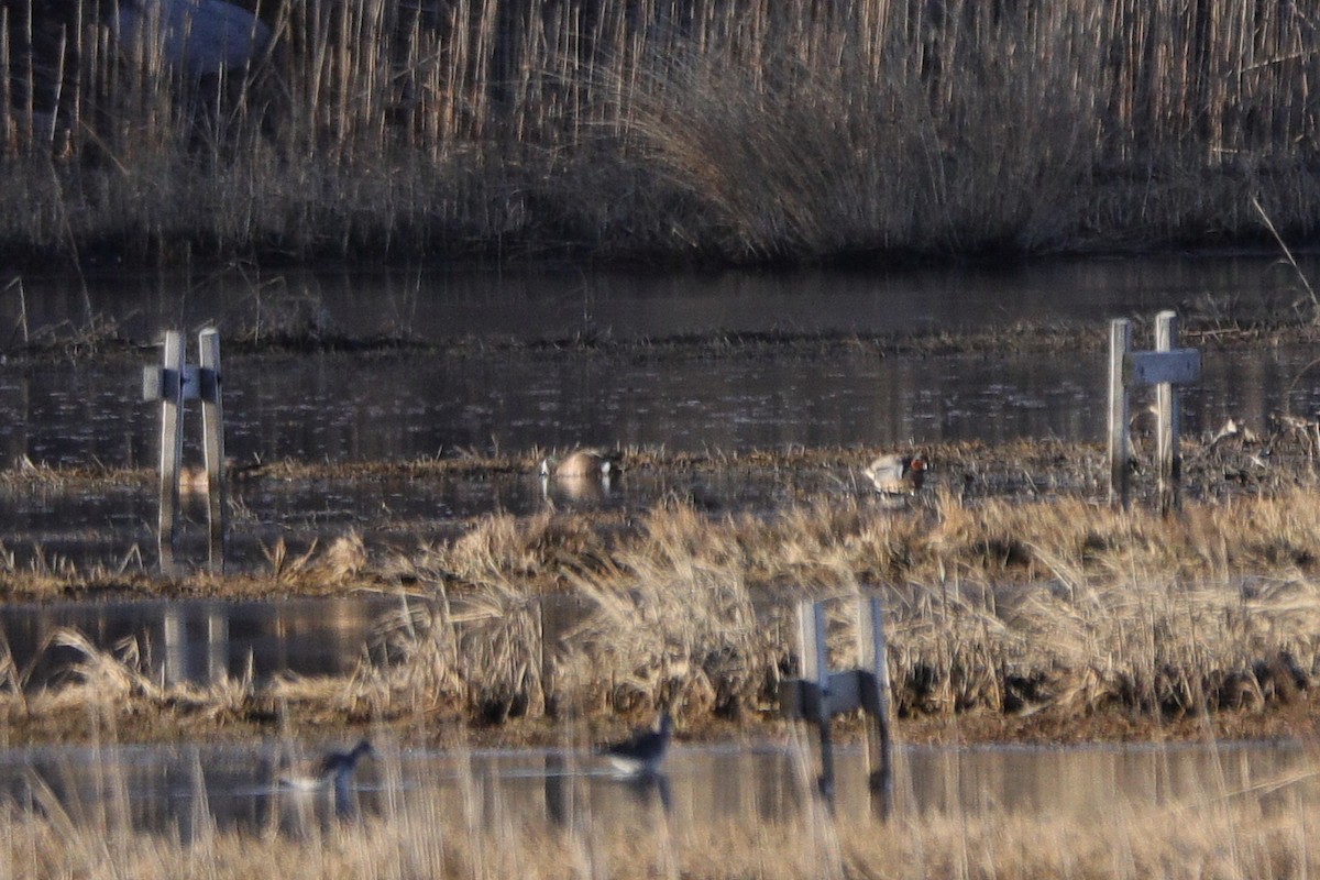 Blue-winged Teal - Russ Smiley