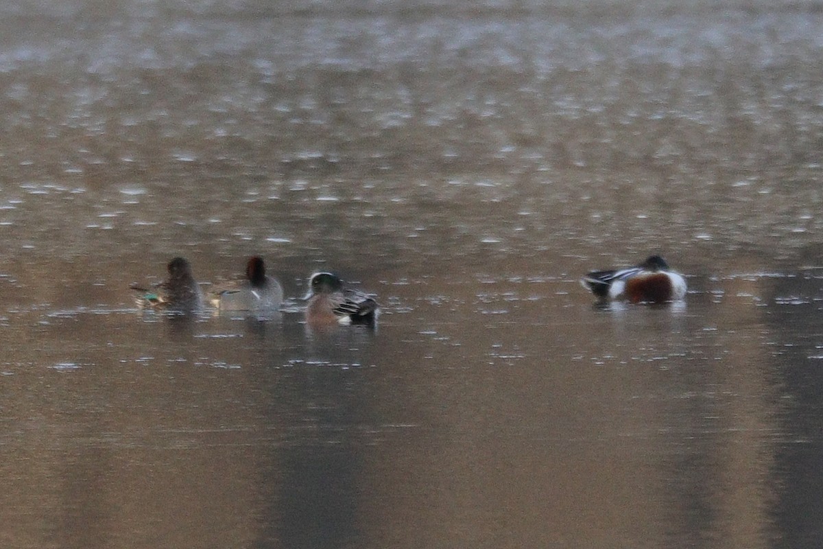 Northern Shoveler - Russ Smiley