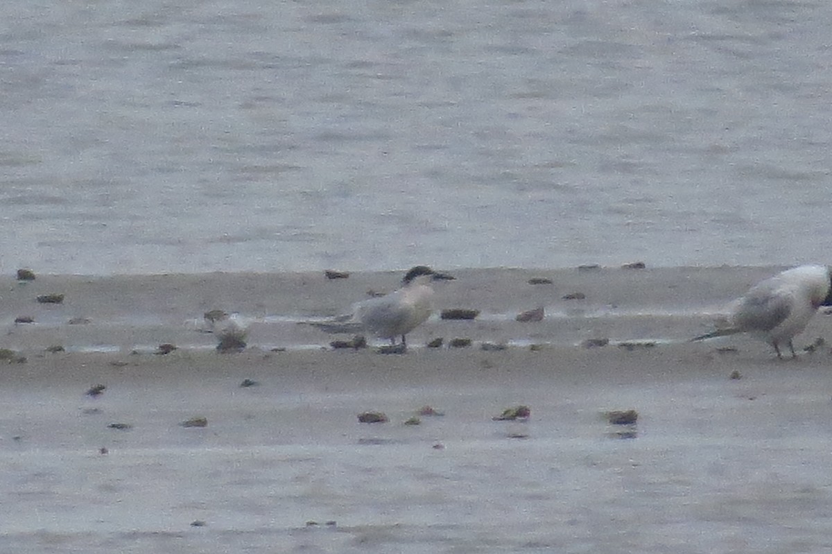 Sandwich Tern - ML93765561