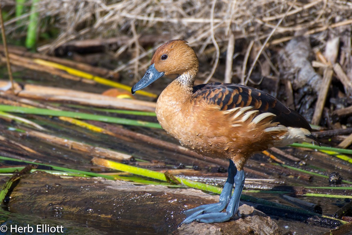 Fulvous Whistling-Duck - Herb Elliott