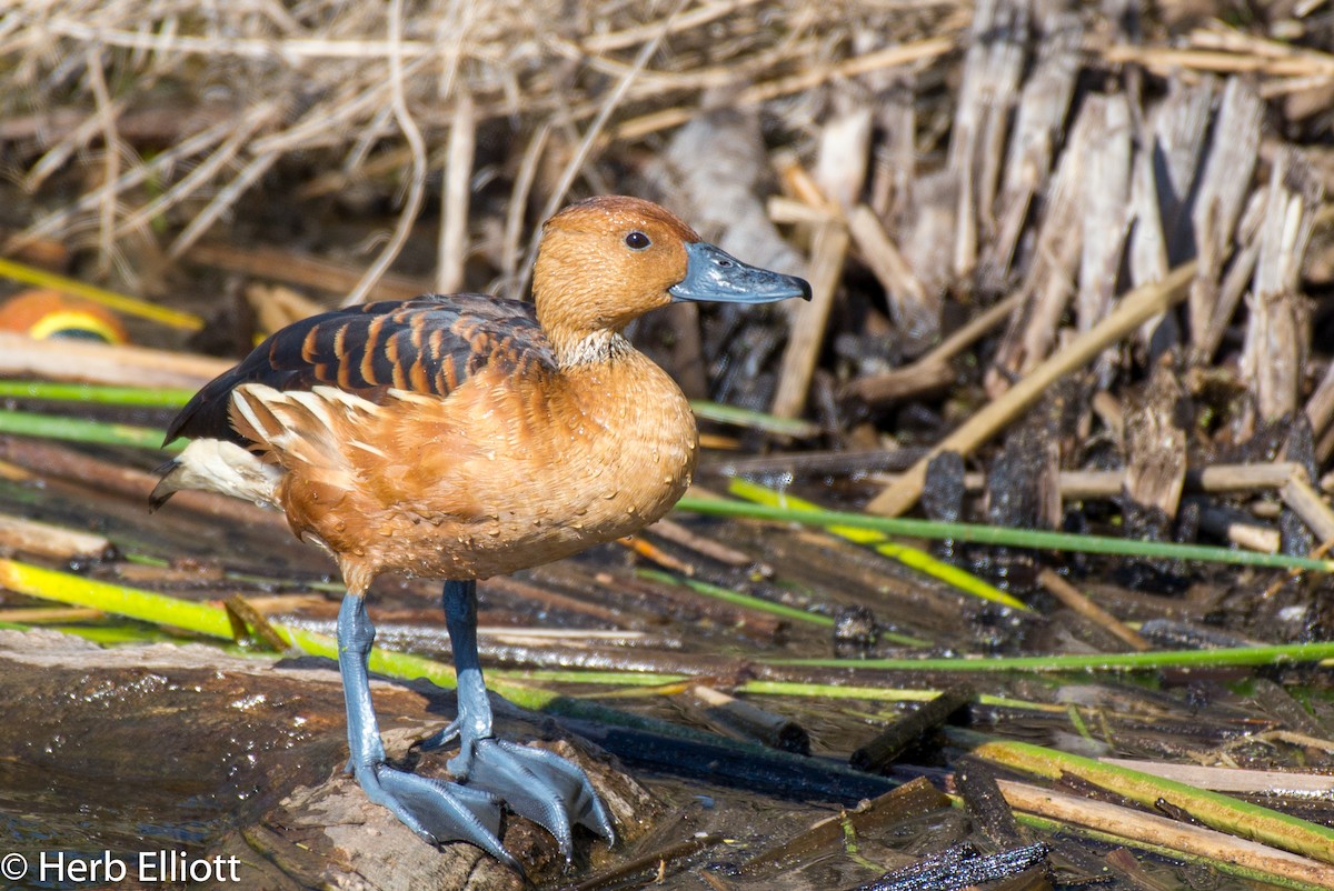 Dendrocygne fauve - ML93765871