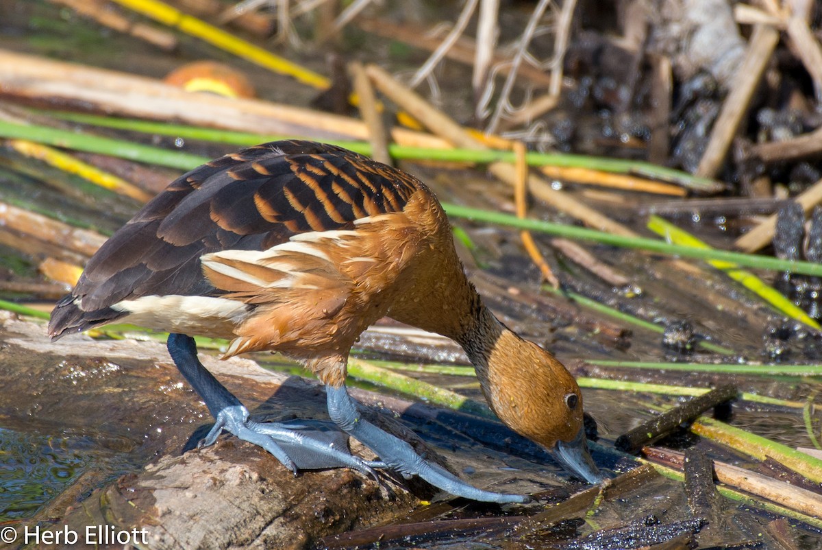 Dendrocygne fauve - ML93765891