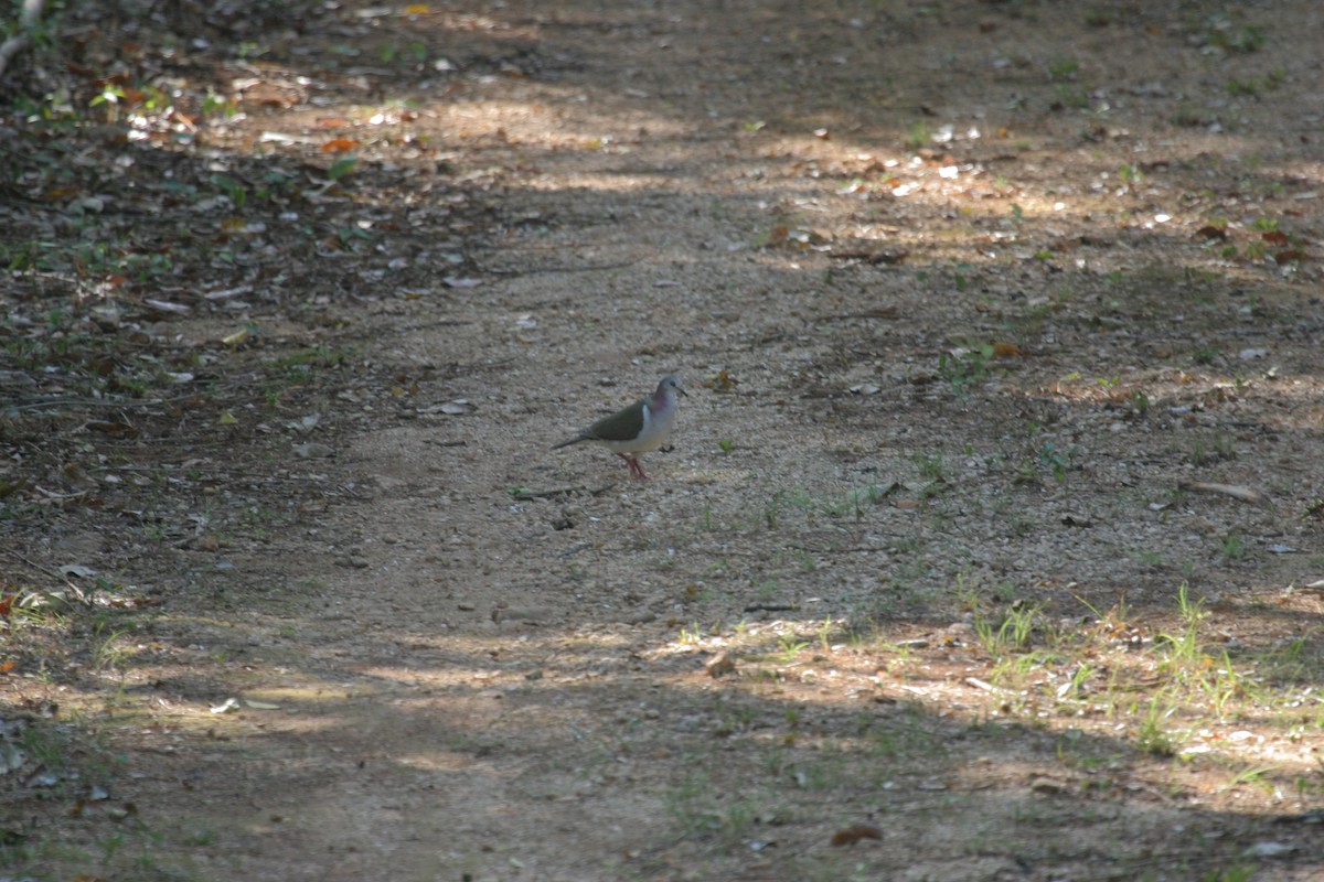 Caribbean Dove - ML93766831