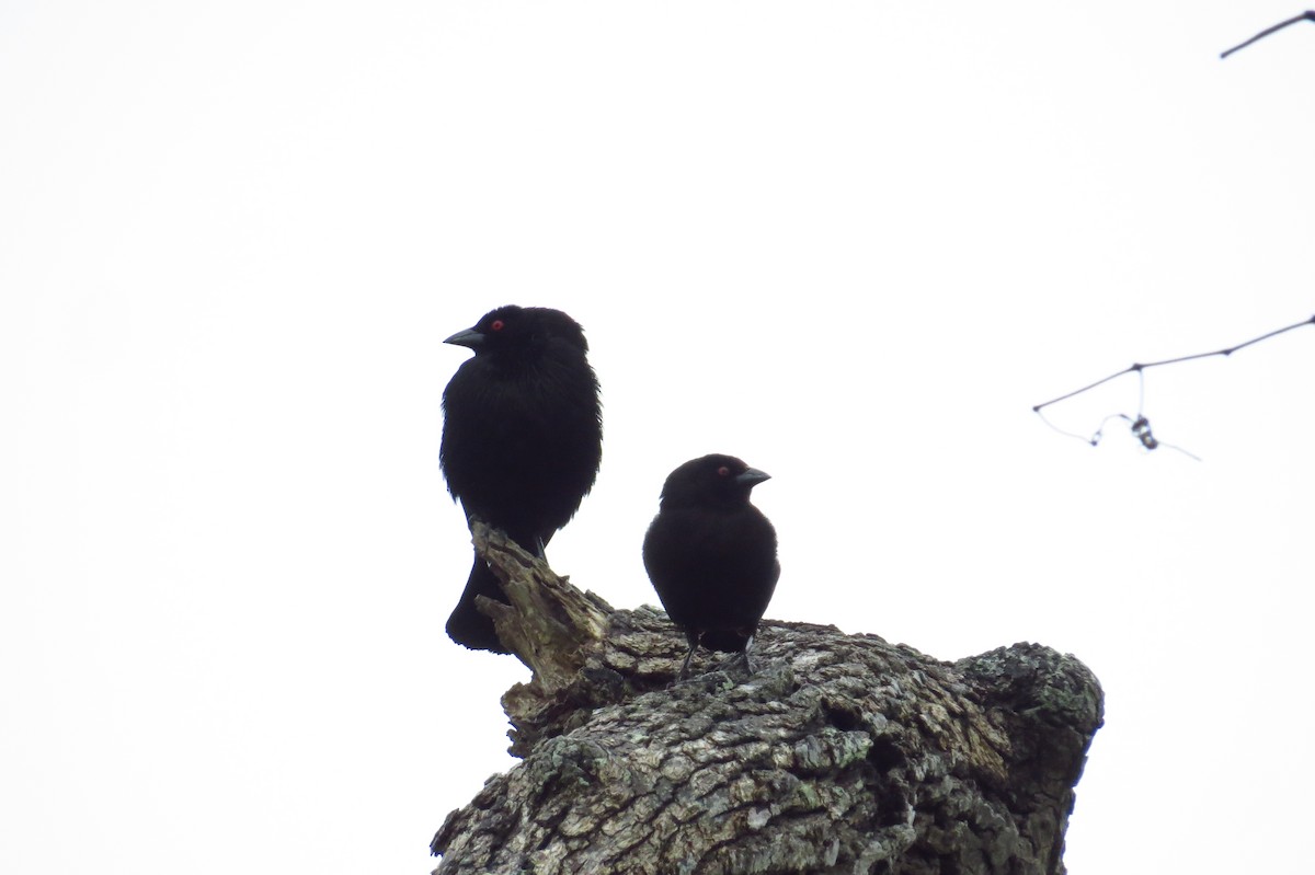 Bronzed Cowbird - ML93767071