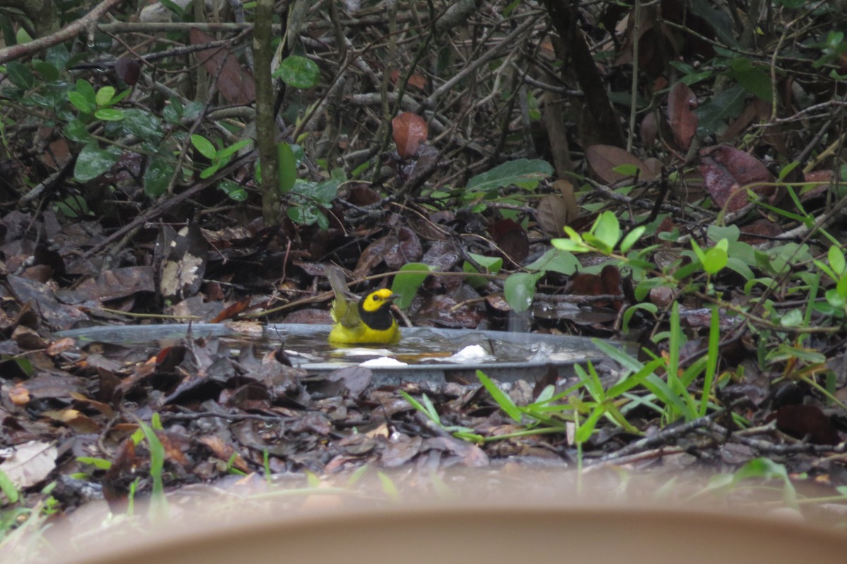 Hooded Warbler - ML93767271