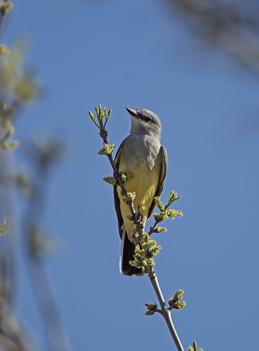 Schmalschnabel-Königstyrann - ML93767771