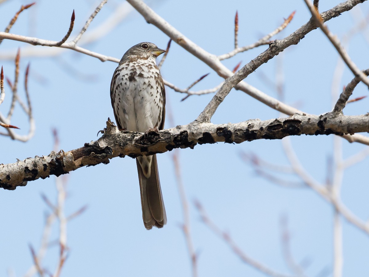 Fox Sparrow - ML93768381