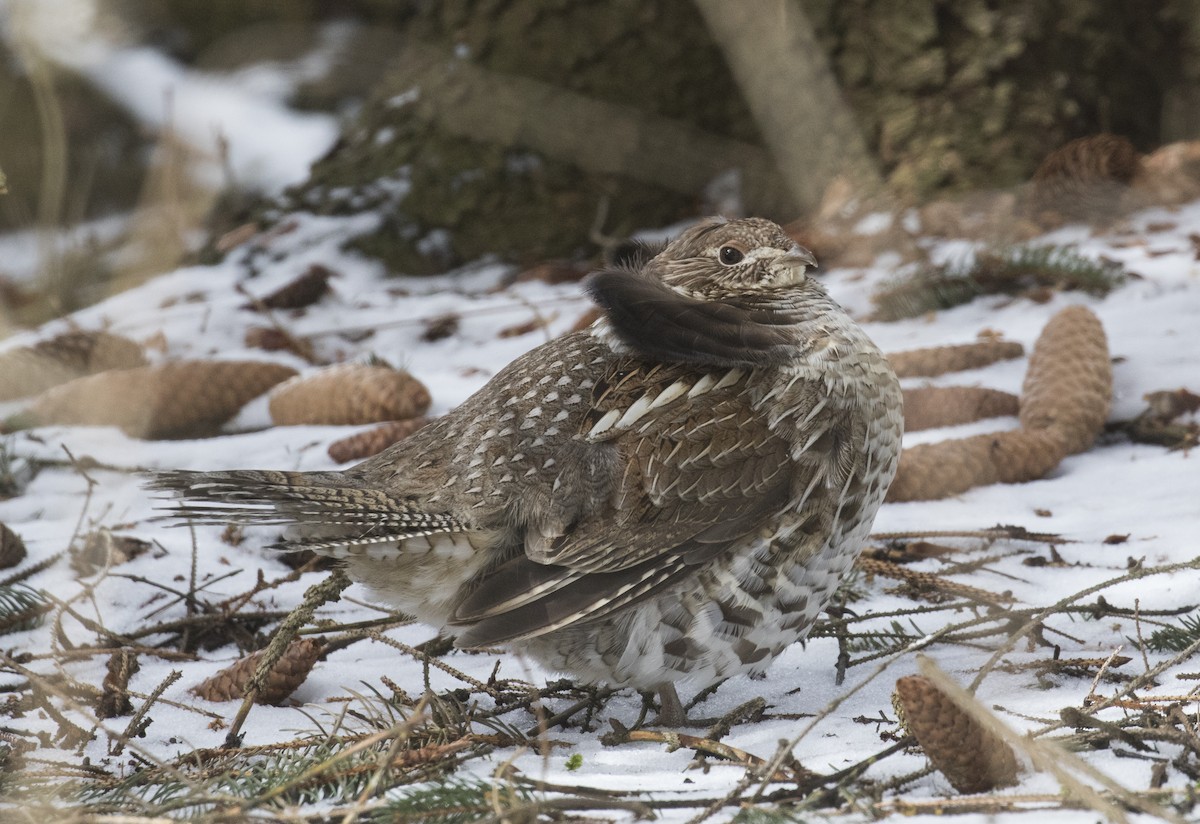 Ruffed Grouse - Phil McNeil