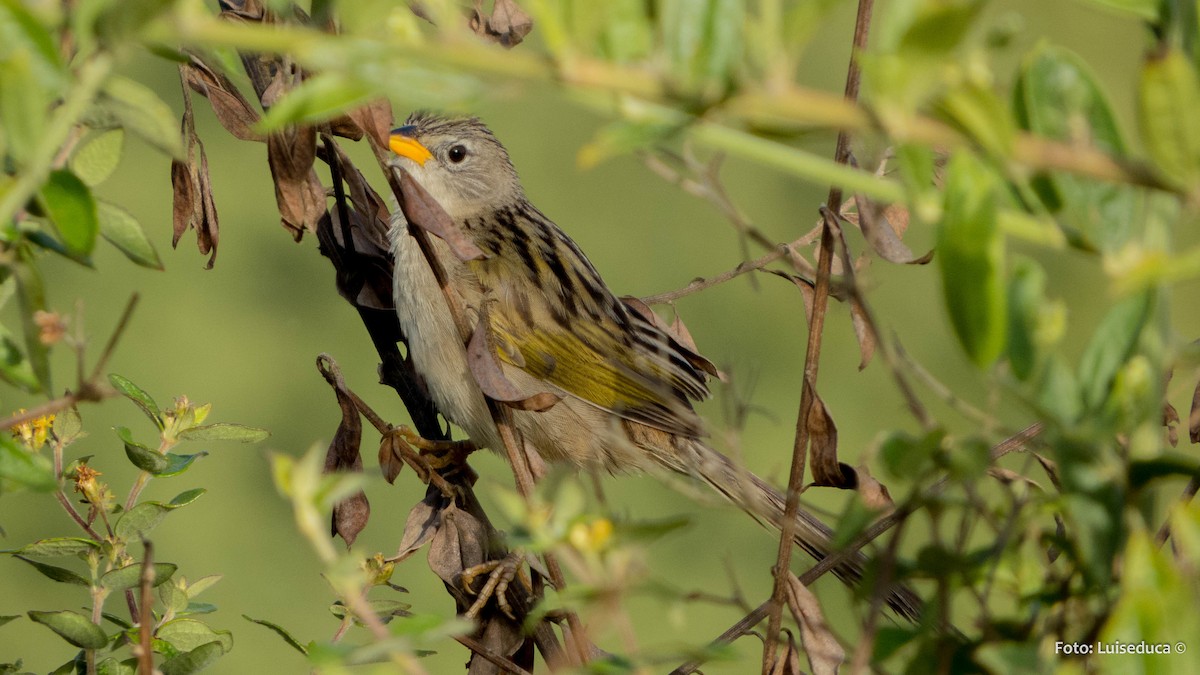 Wedge-tailed Grass-Finch - ML93769351