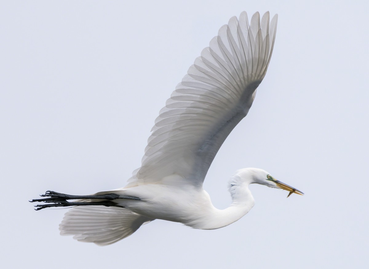 Great Egret - ML93770221