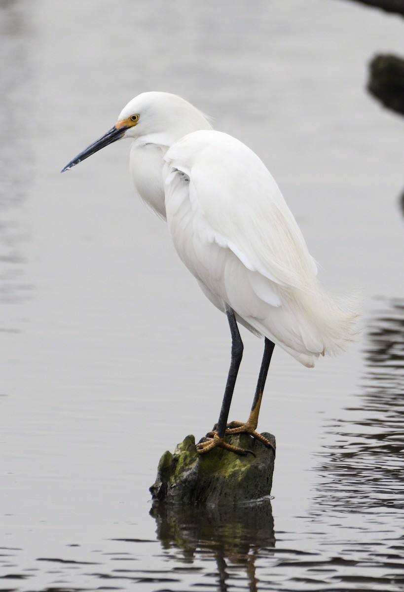 Snowy Egret - ML93770471