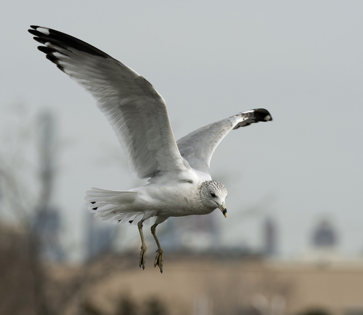 Ring-billed Gull - ML93770661