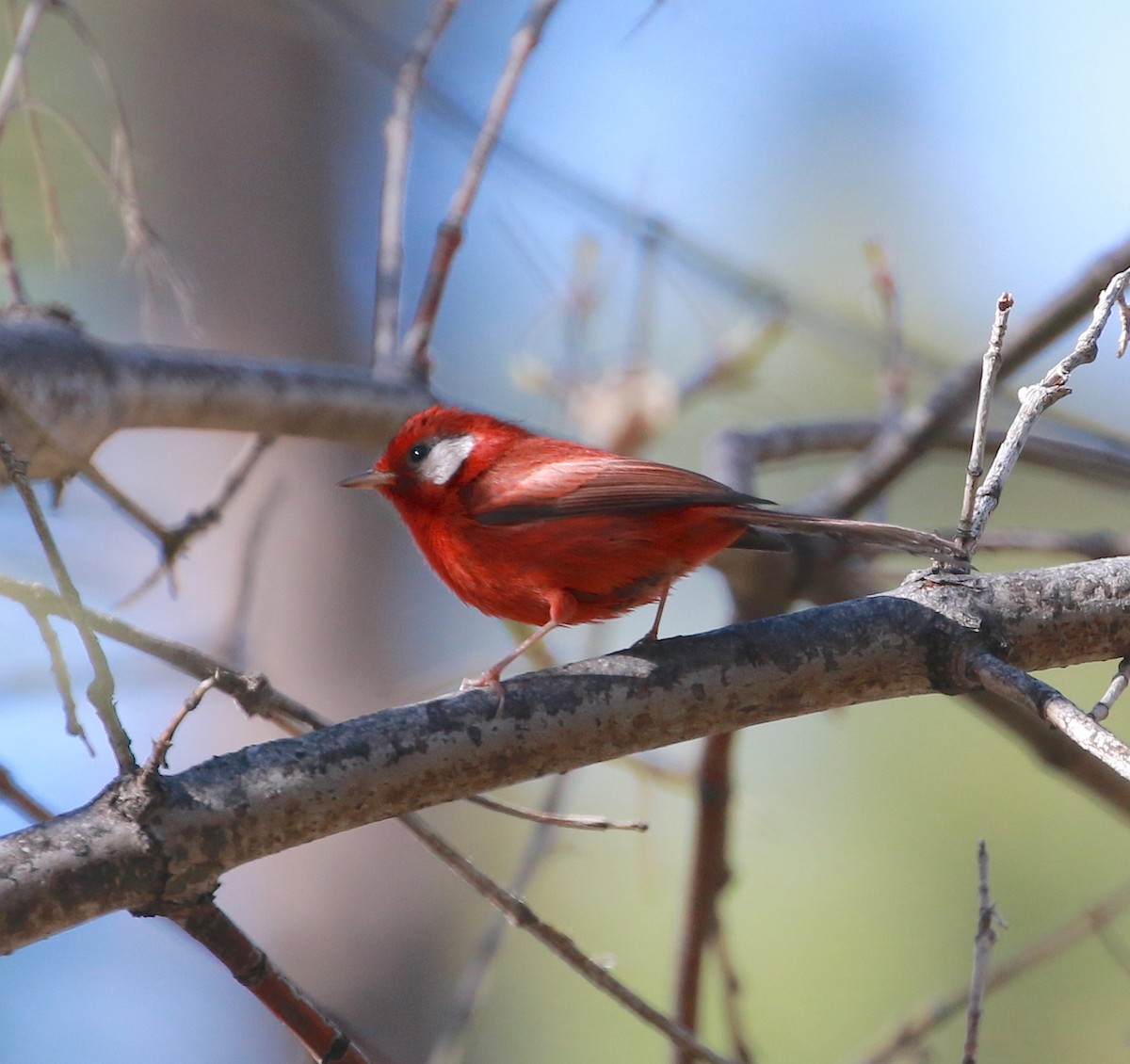 Red Warbler - ML93770801