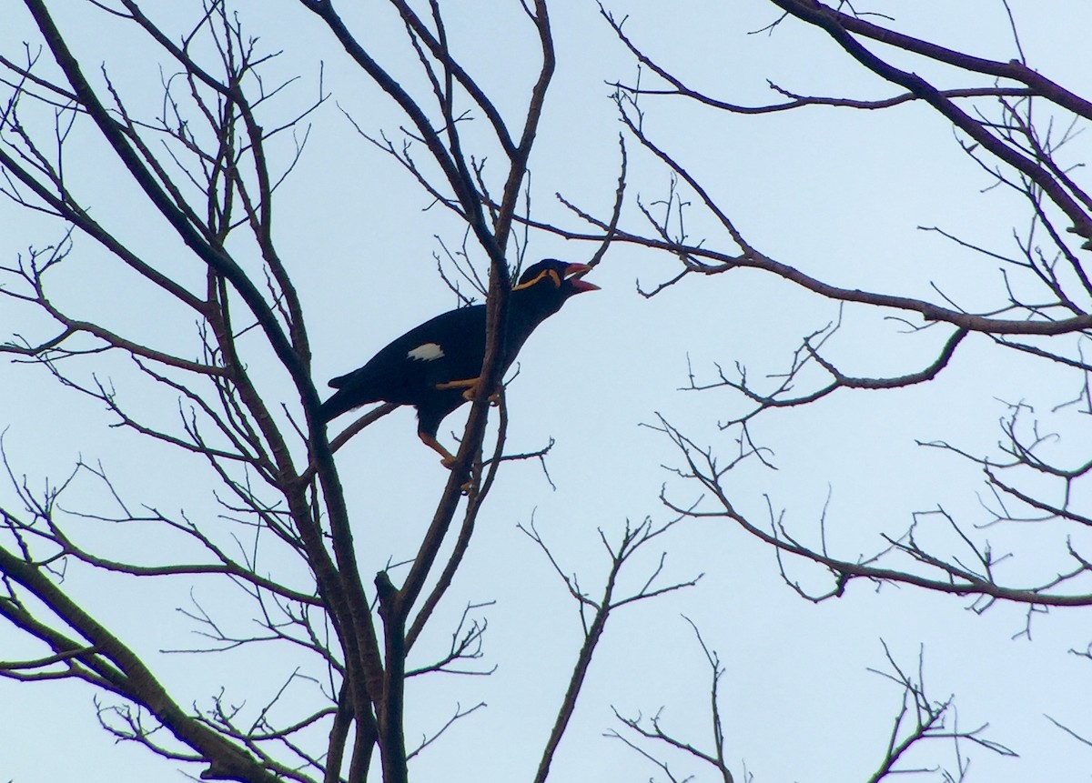 Common Hill Myna - Martin Kennewell