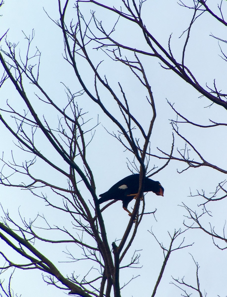 Common Hill Myna - Martin Kennewell