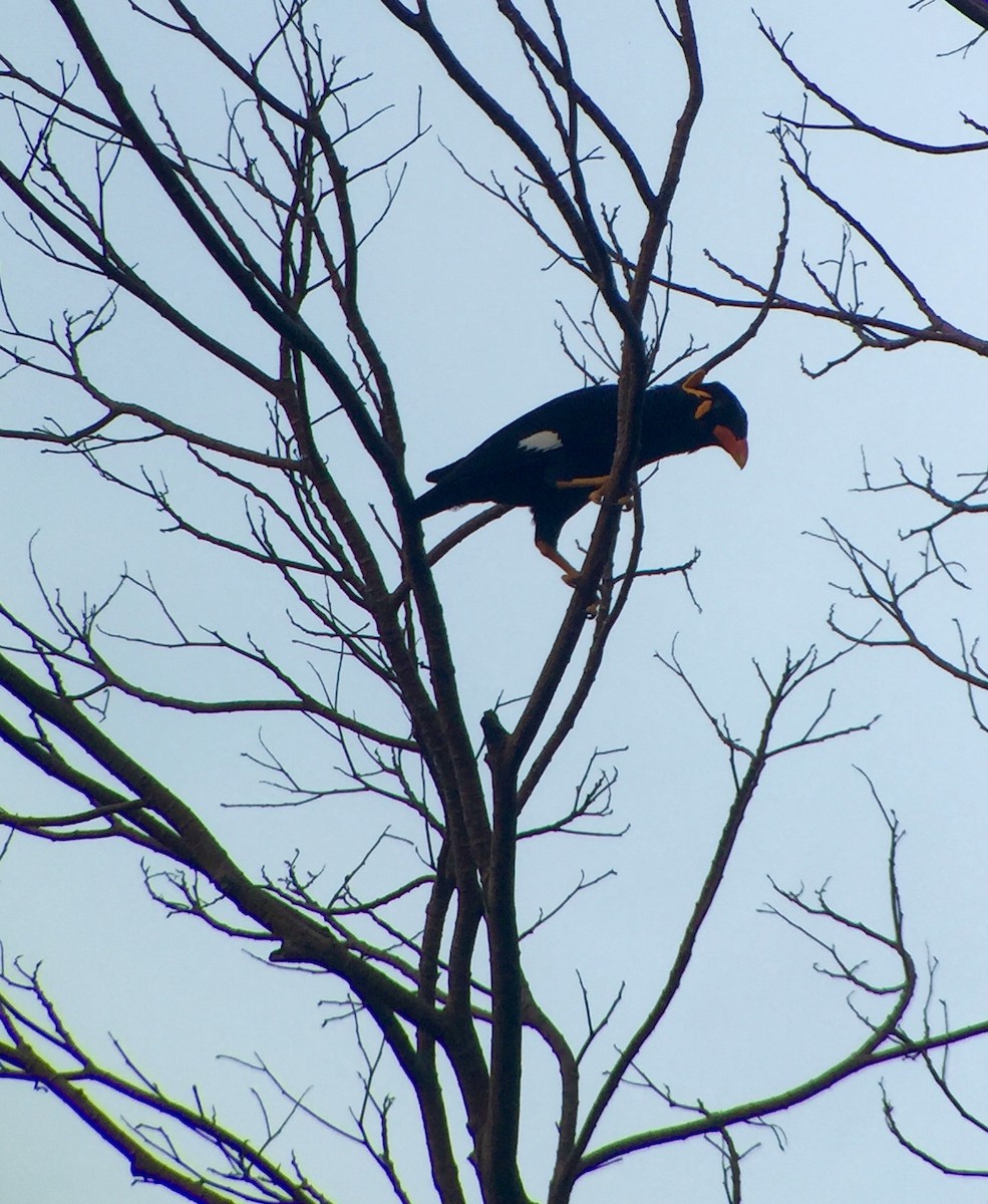 Common Hill Myna - Martin Kennewell