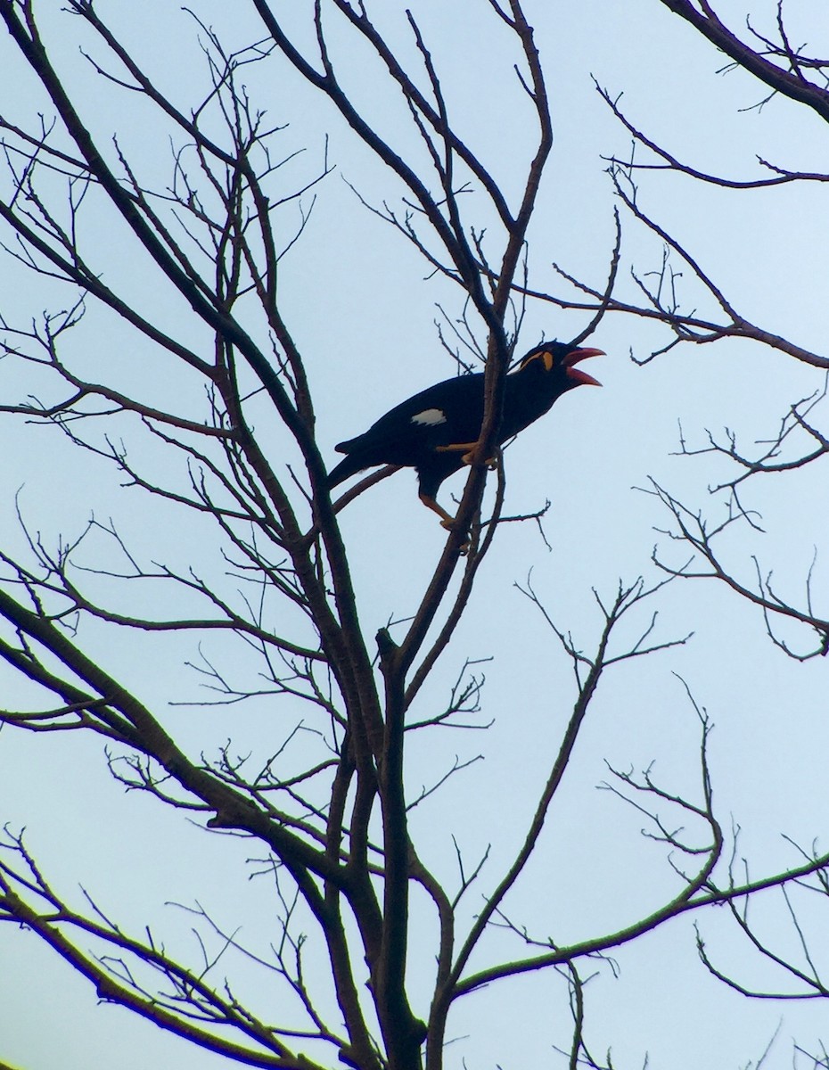 Common Hill Myna - Martin Kennewell