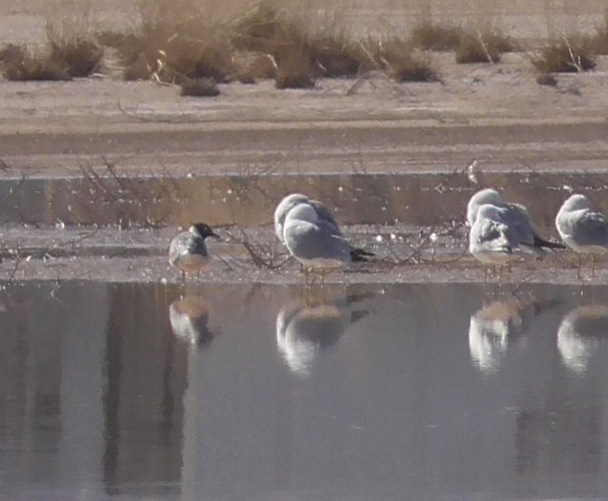 Franklin's Gull - ML93771181