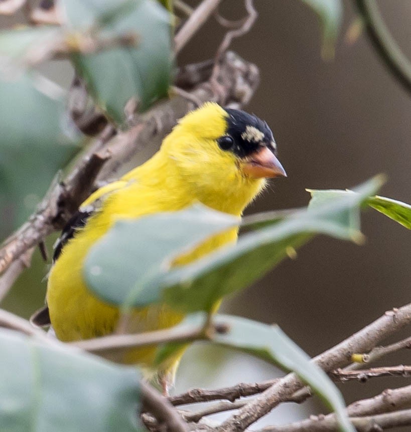 American Goldfinch - ML93771421