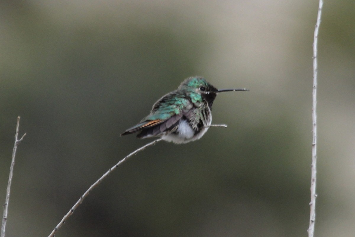 Colibri à queue large - ML93771511