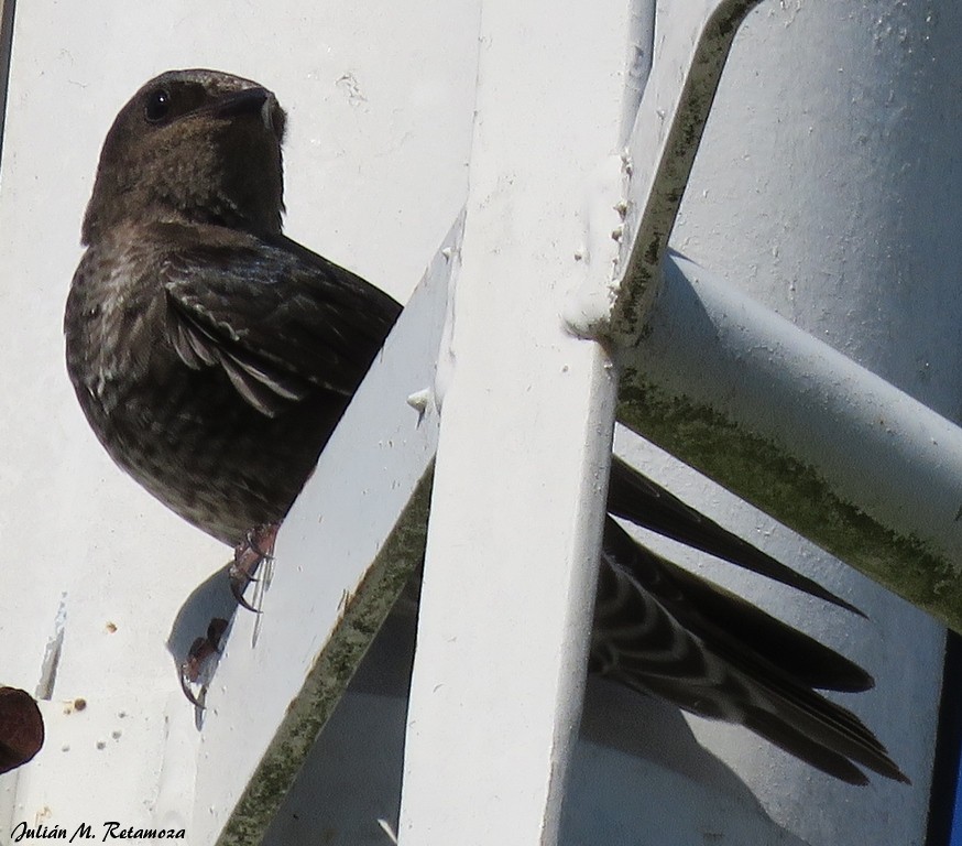 Golondrina Sureña - ML93771741