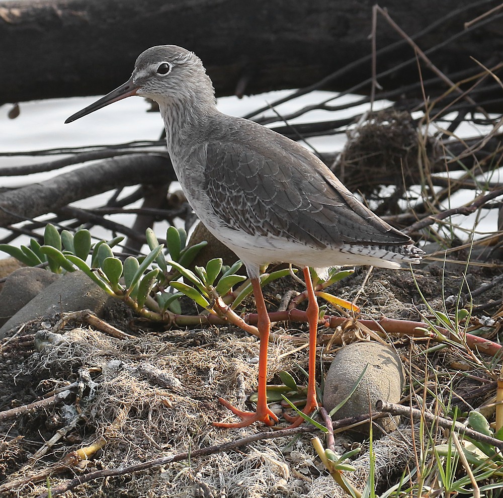 Common Redshank - ML93771801