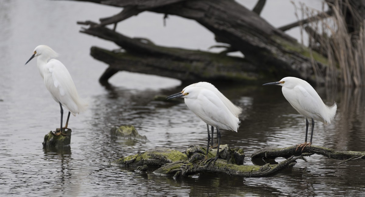 Snowy Egret - ML93772281