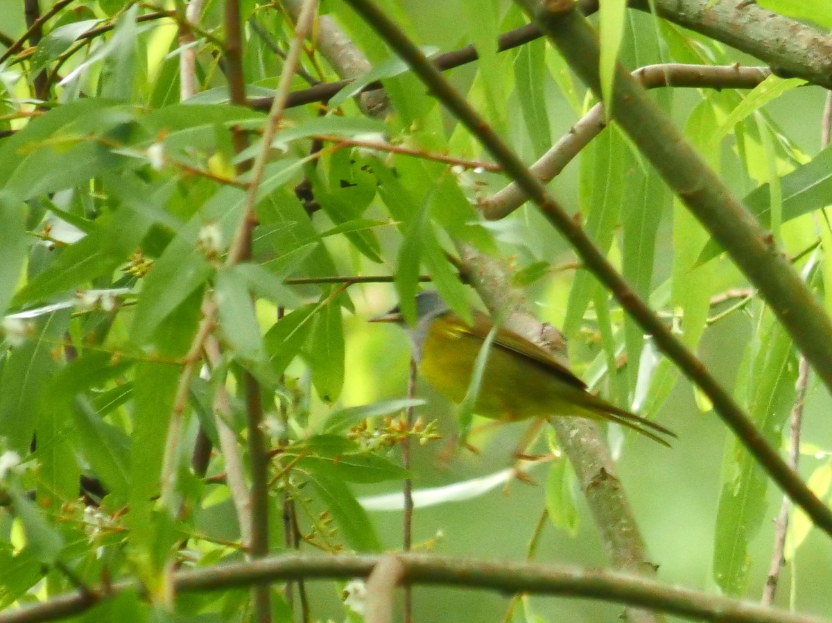 Dickichtwaldsänger - ML93772841