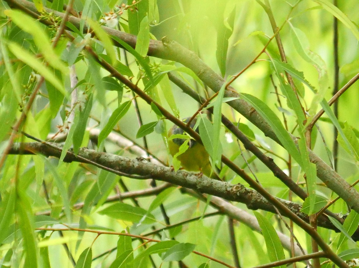 Dickichtwaldsänger - ML93772851