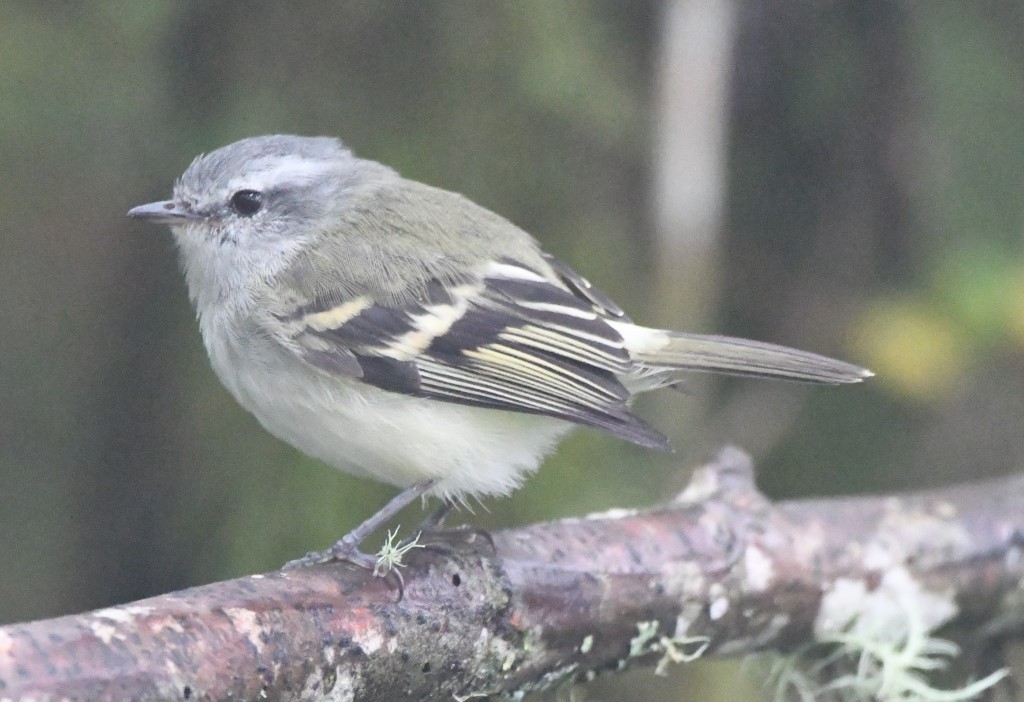 White-tailed Tyrannulet - Steve Davis