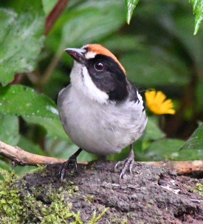 Tohi leucoptère - ML93774951