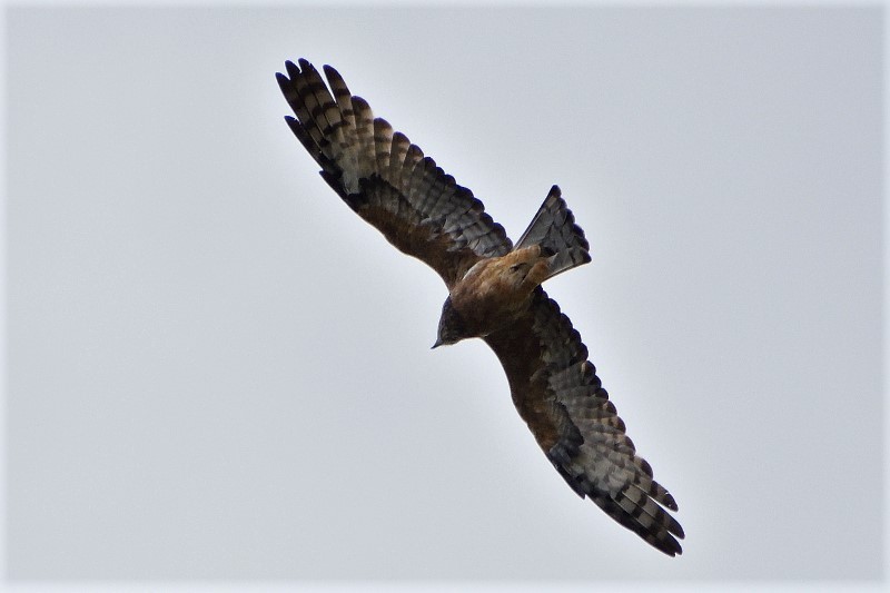 Square-tailed Kite - ML93775981