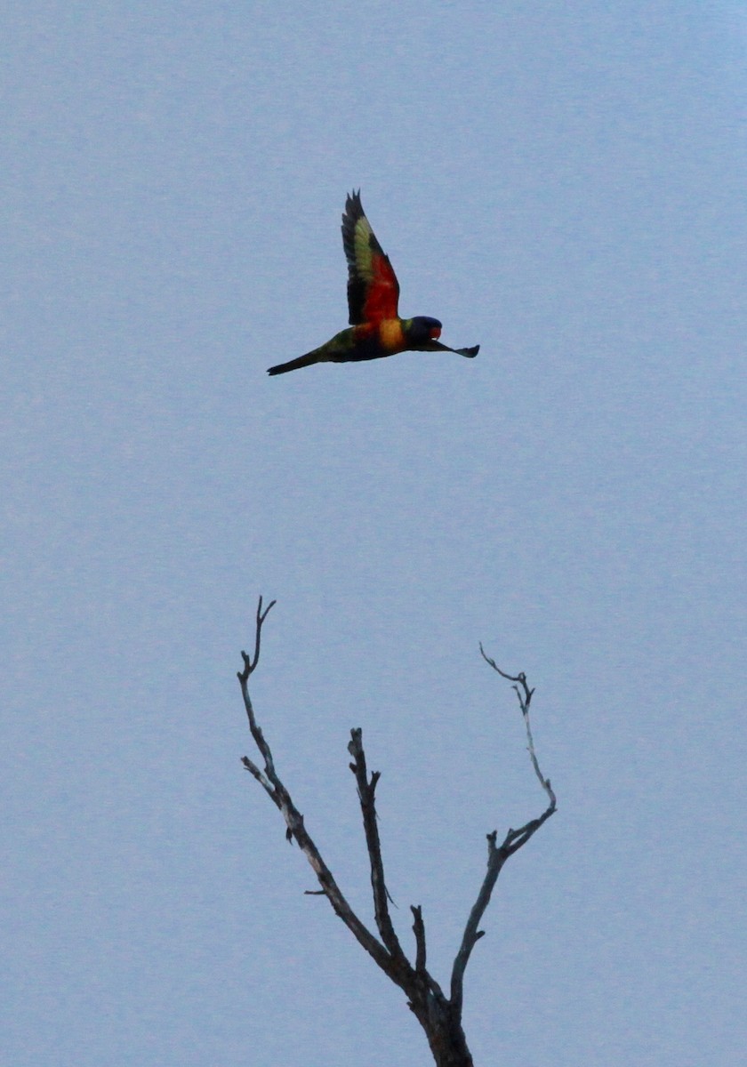 Rainbow Lorikeet - ML93776881