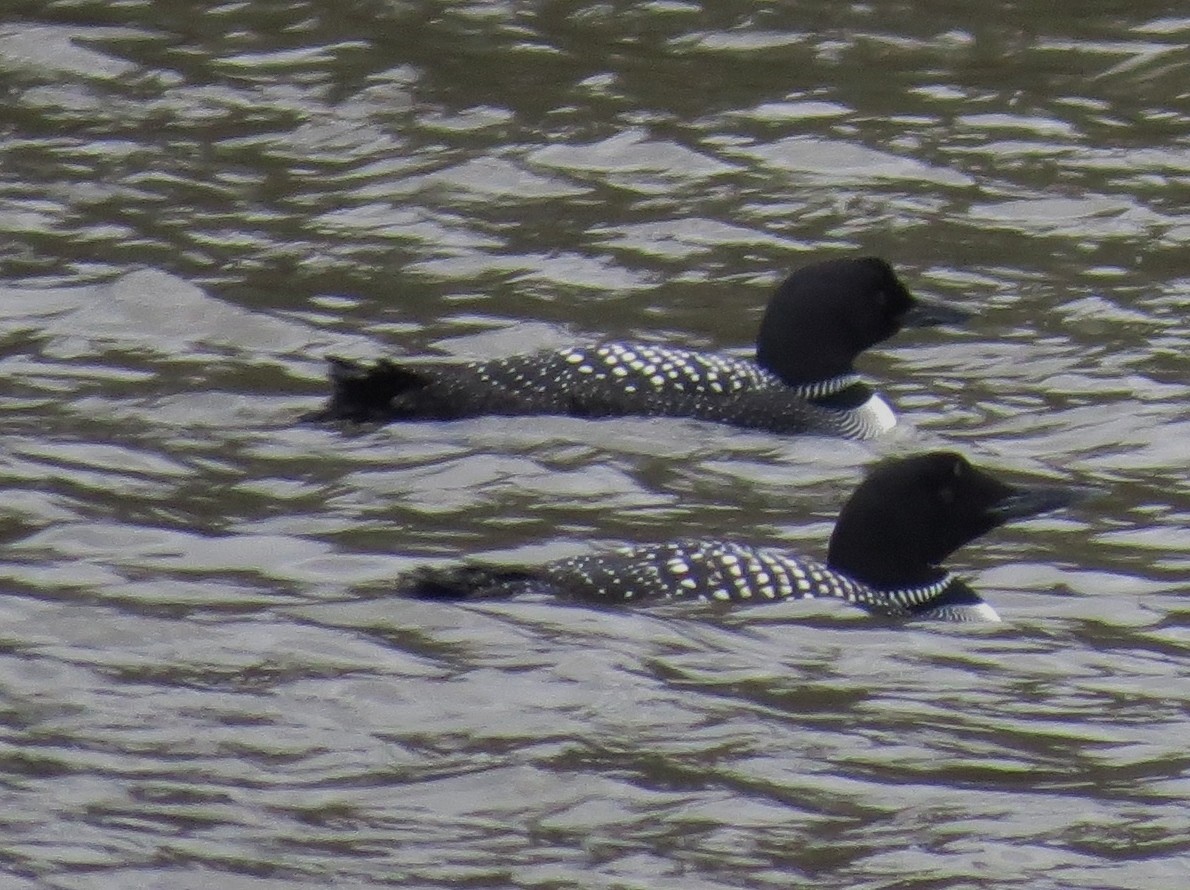 Common Loon - Mark Haas