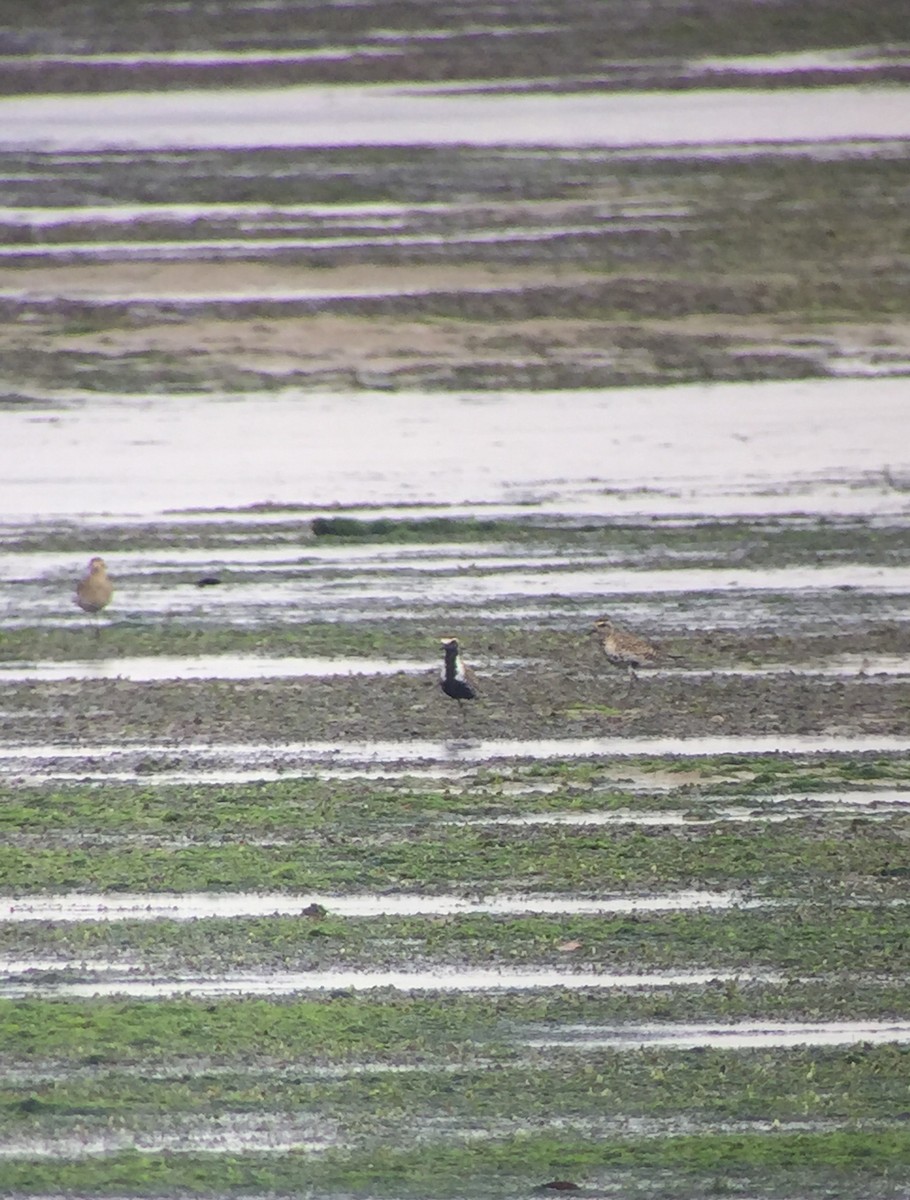 Pacific Golden-Plover - ML93778111