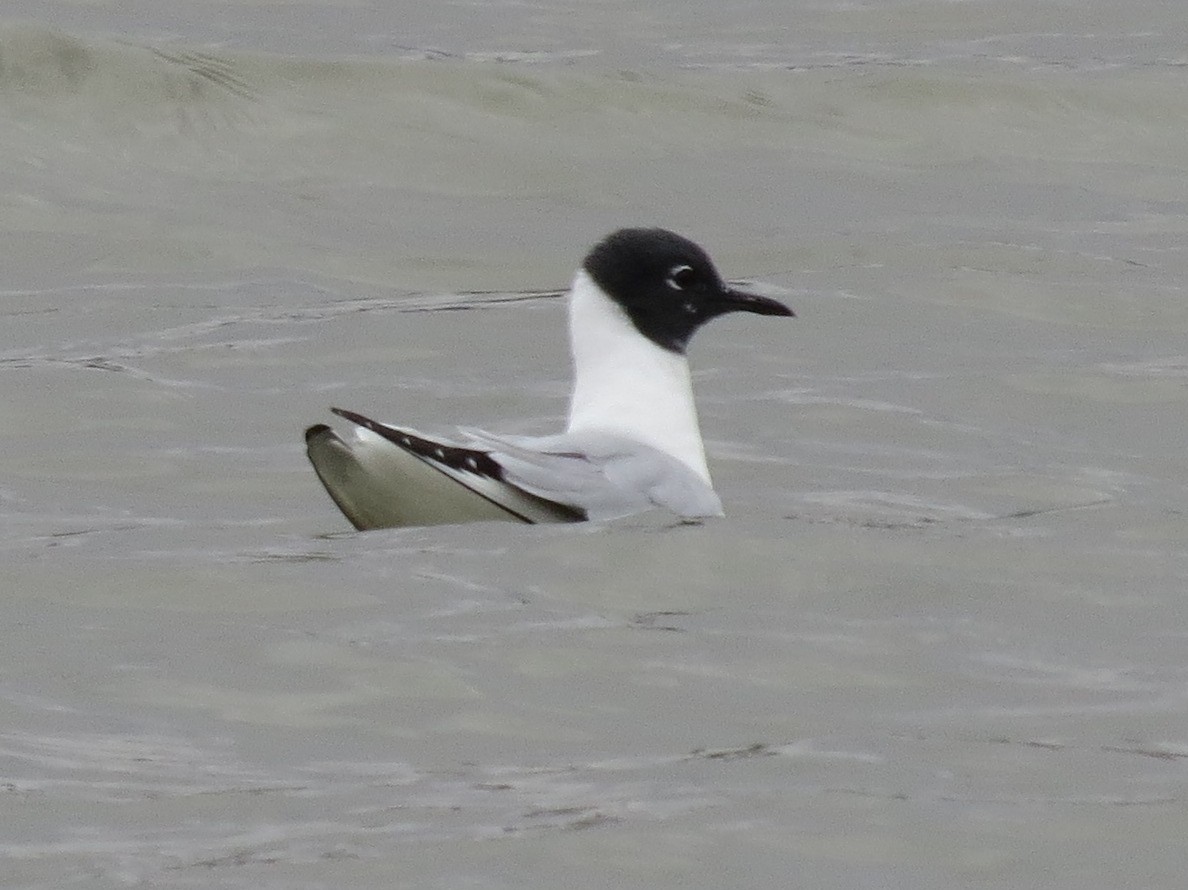 Gaviota de Bonaparte - ML93780681