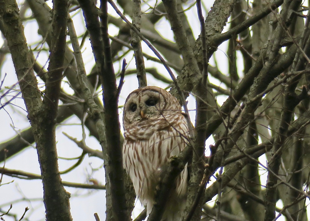 Barred Owl - Rick&Peggy Price